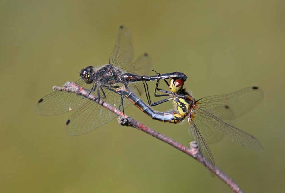 Sympetrum noir (Sympetrum danae) couple