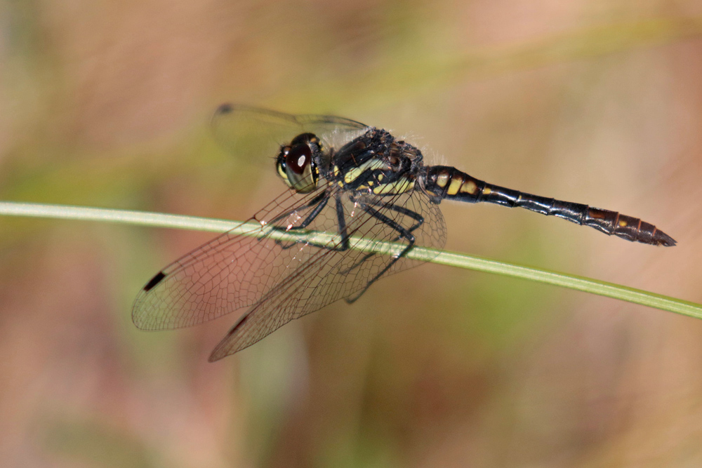 Sympetrum noir (Sympetrum danae) mâle