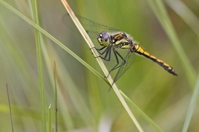 Symperum noir (Sympetrum danae) femelle