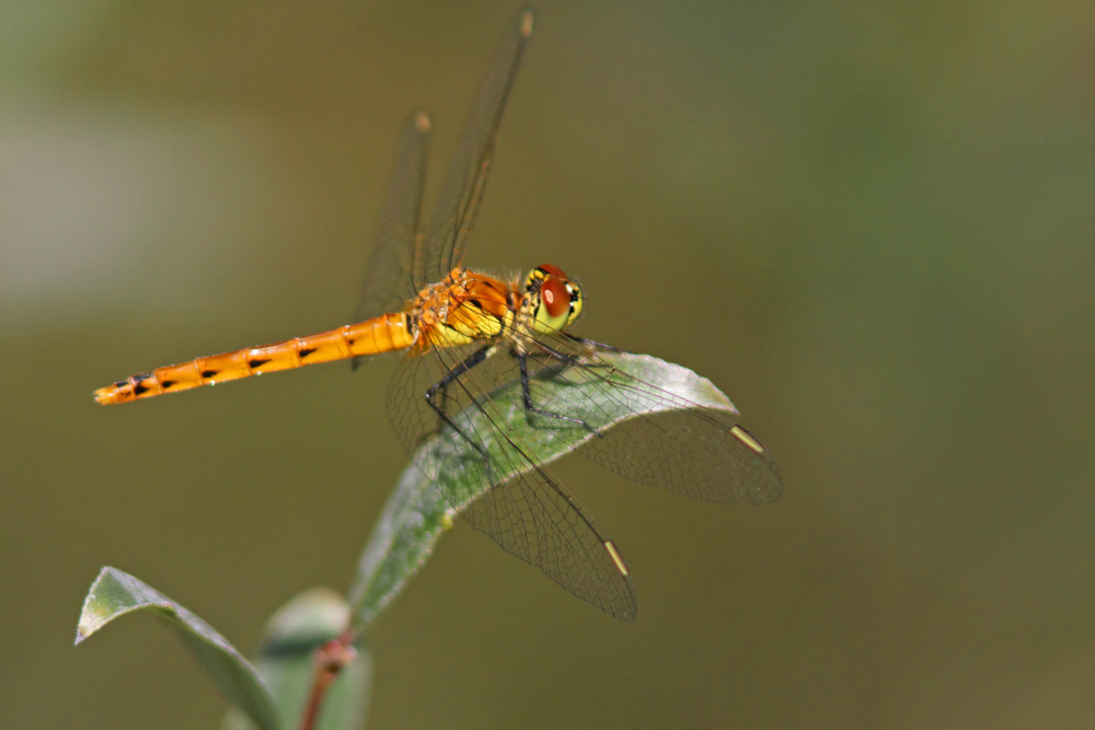 Sympetrum déprimé (Sympetrum depressiusculum) femelle