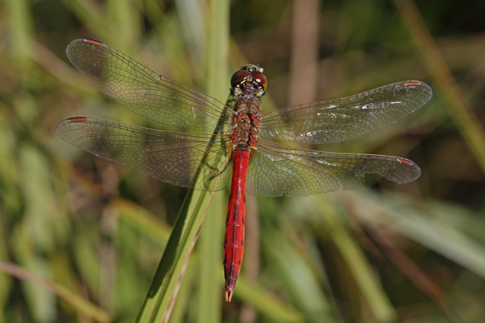 Sympetrum déprimé (Sympetrum depressiusculum) mâle