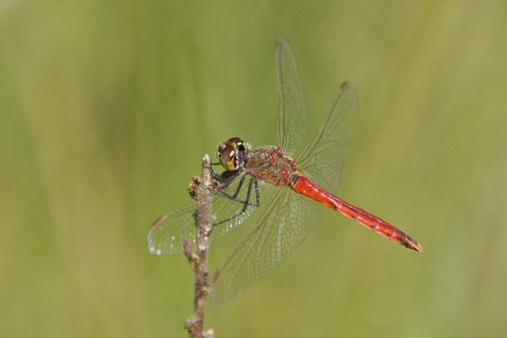 Sympetrum déprimé (Sympetrum depressiusculum) mâle