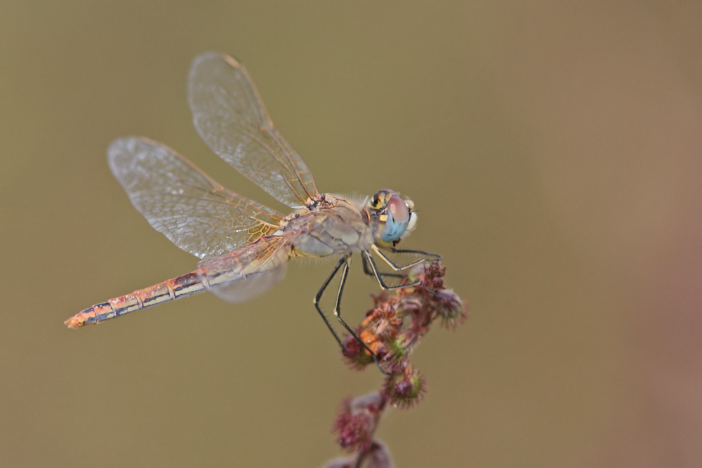 Sympetrum de Fonscolombe (Sympetrum fonscolombi) femelle.