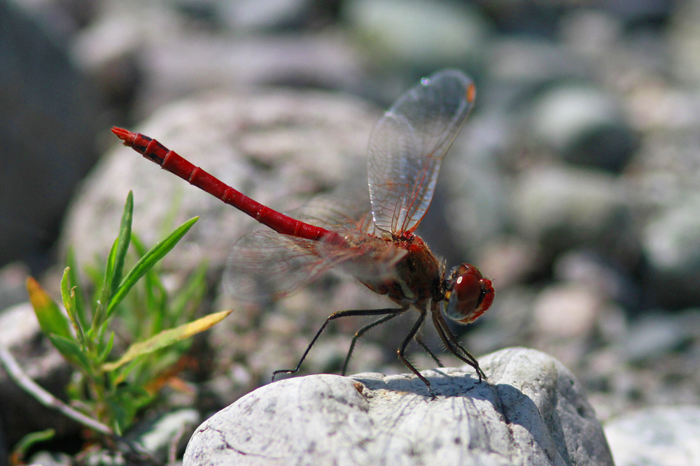 Sympetrum de Fonscolombe (Sympetrum fonscolombi) mâle