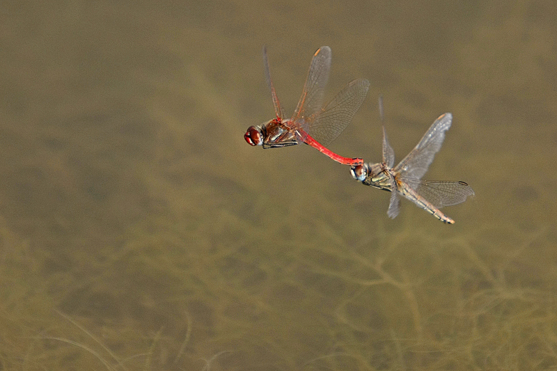 Sympetrum de Fonscolombe (Sympetrum fonscolombi) couple