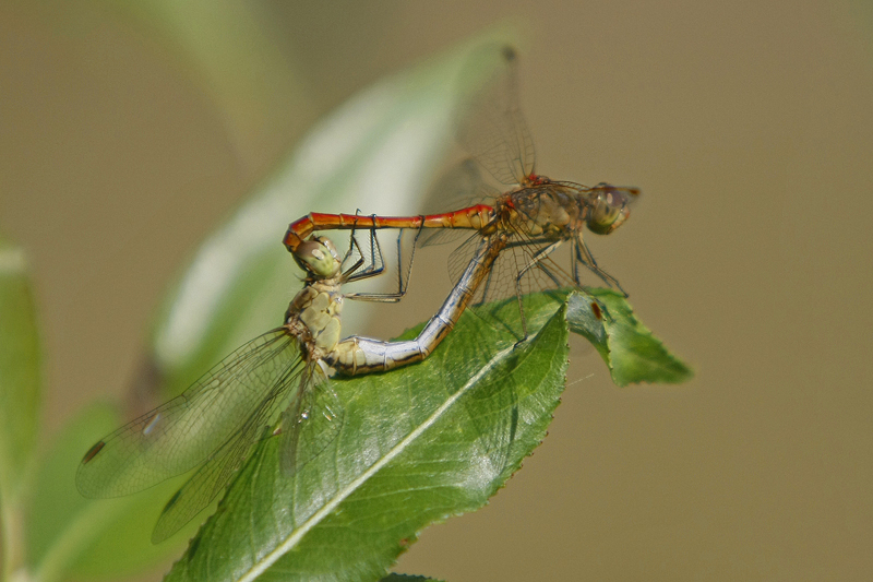 Sympetrum meridional (Sympetrum meridionale ) couple