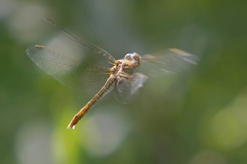 Sympetrum meridional (Sympetrum meridionale ) femelle.