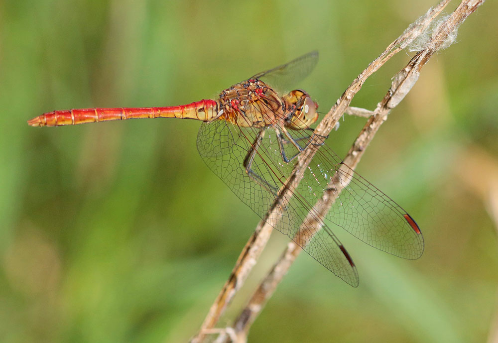 Sympetrum meridional (Sympetrum meridionale )