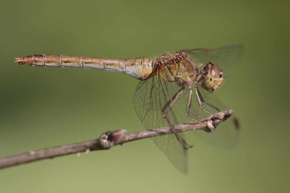 Sympetrum meridional (Sympetrum meridionale ) femelle.