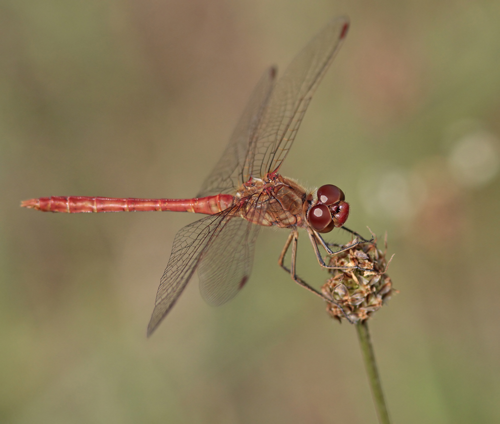 Sympetrum meridional (Sympetrum meridionale ) mâle.