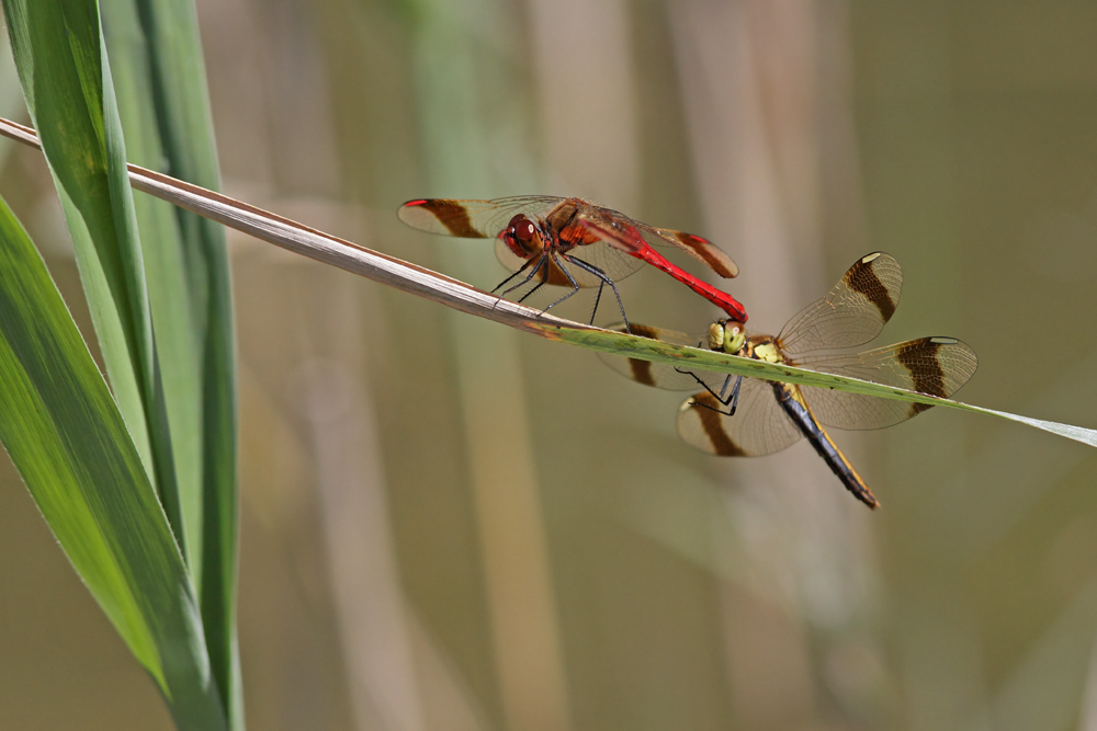 Sympetrum du piémont (Sympetrum pedemontanum) couple