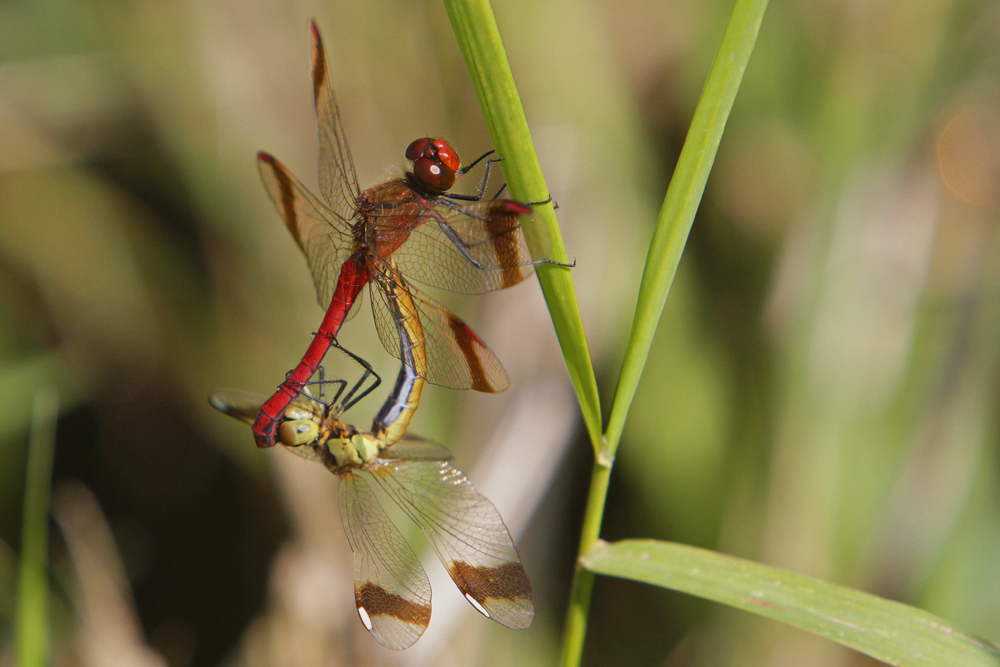 Sympetrum du piémont (Sympetrum pedemontanum) couple