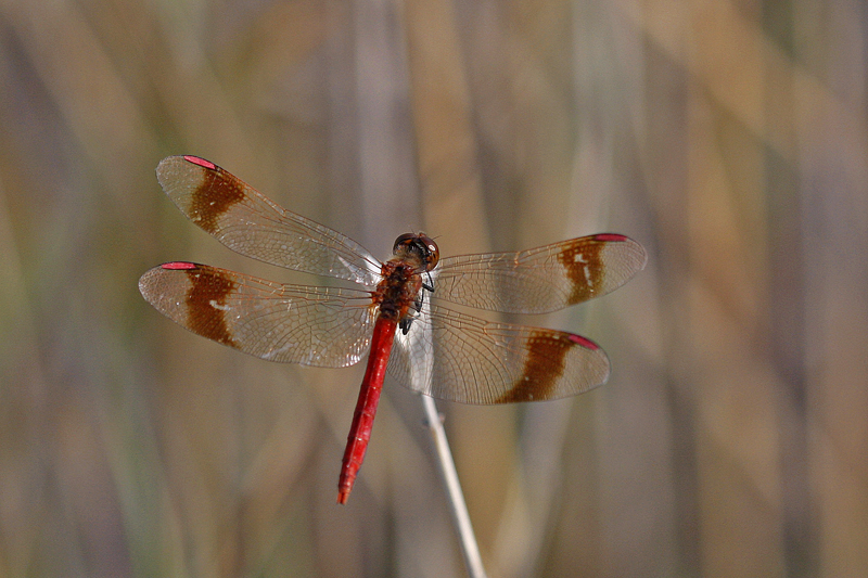 Sympetrum du piémont (Sympetrum pedemontanum) mâle