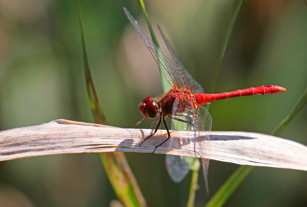 Sympetrum sanguin (Sympetrum sanguineum)  mâle