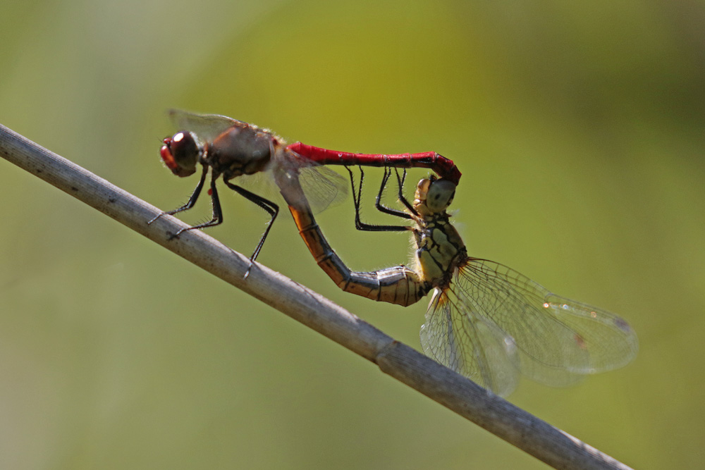 Sympetrum sanguin (Sympetrum sanguineum)  mâle