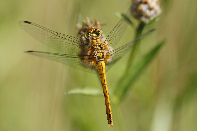 Sympetrum sanguin (Sympetrum sanguineum)  femelle