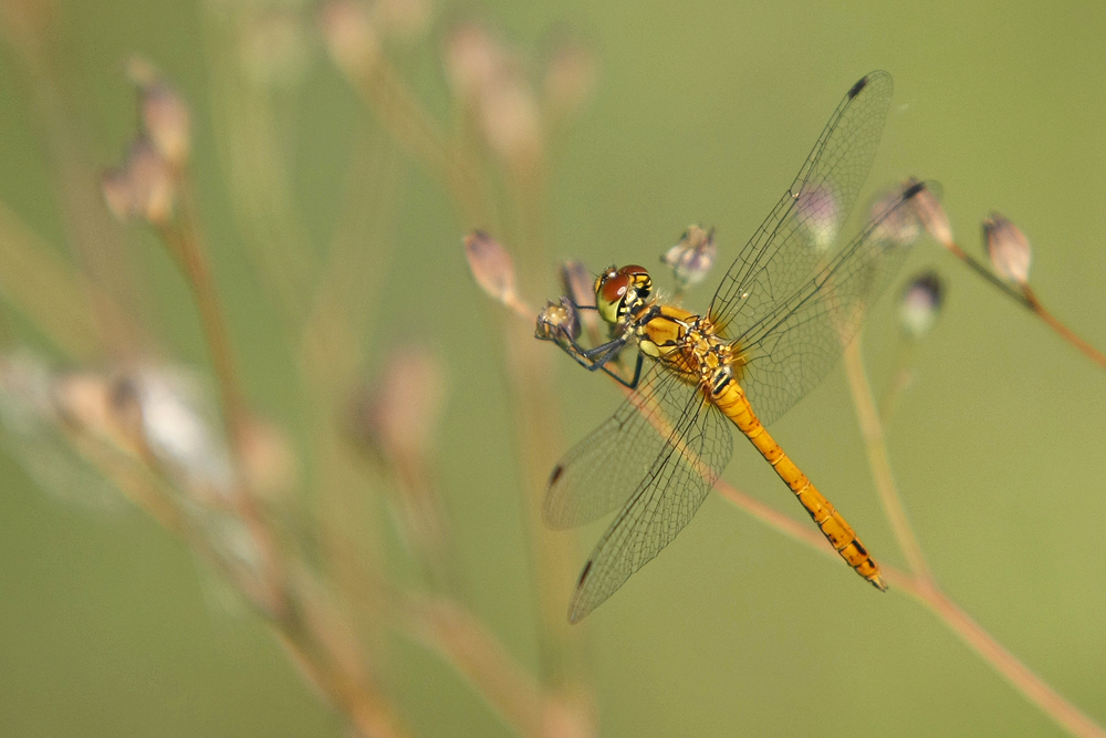 Sympetrum sanguin (Sympetrum sanguineum) immature.