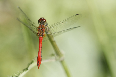 Sympetrum sanguin (Sympetrum sanguineum)  mâle