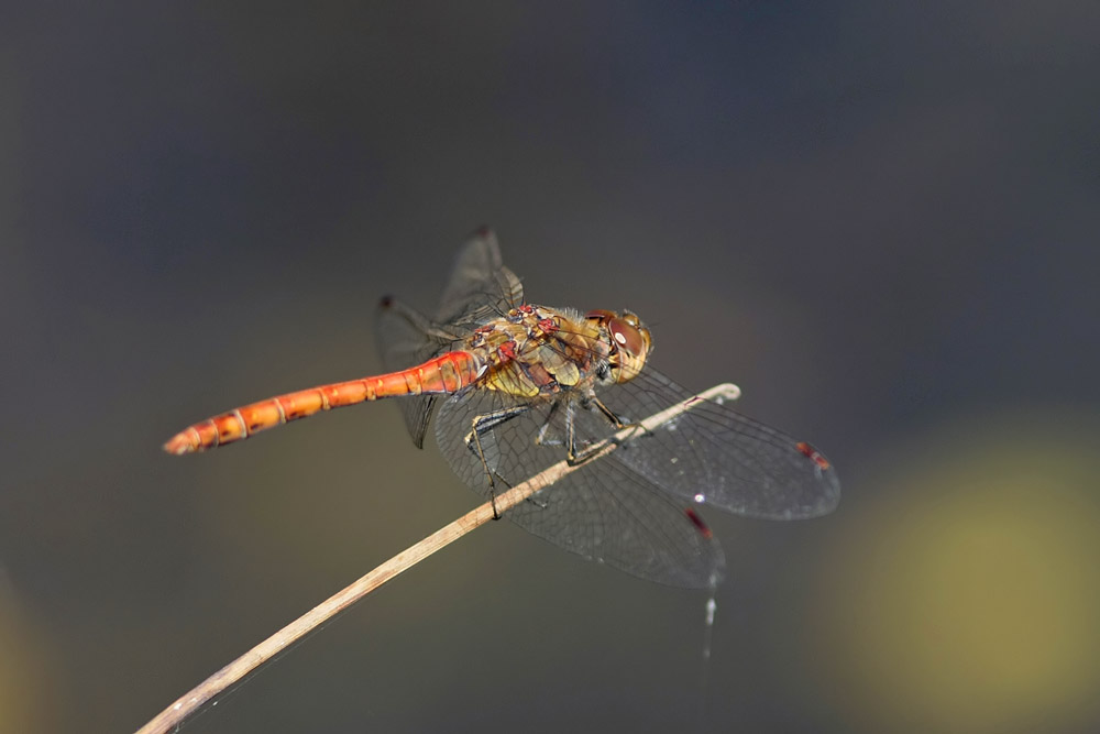 Sympetrum strié (Sympetrum striolatum)