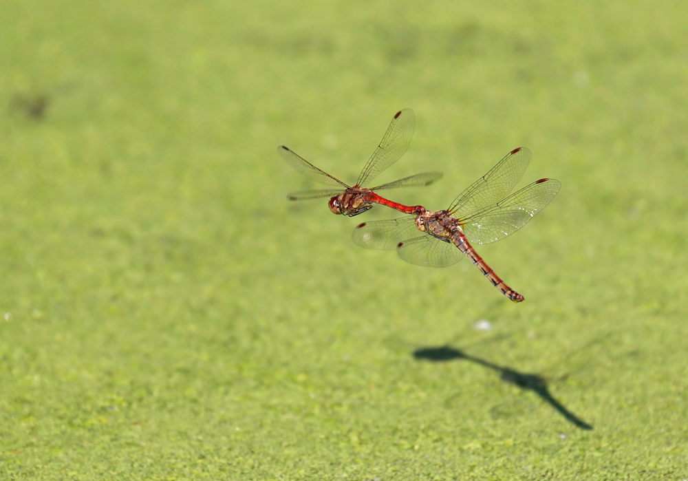 Sympetrum strié (Sympetrum striolatum) couple