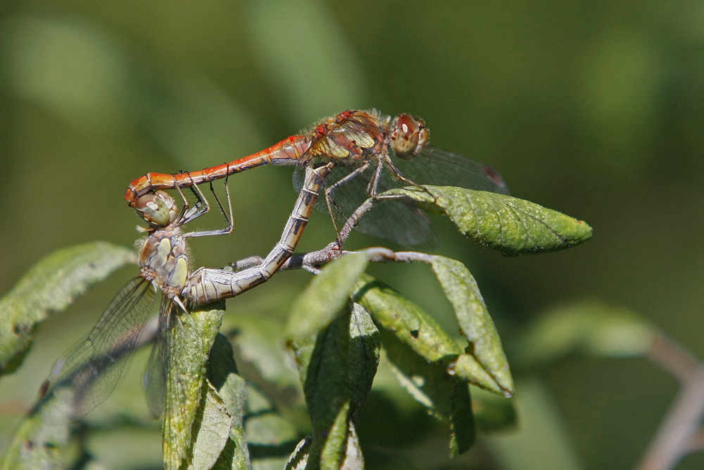 Sympetrum strié (Sympetrum striolatum) couple