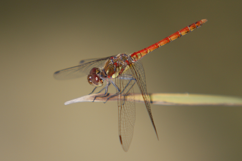 Sympetrum strié (Sympetrum striolatum)