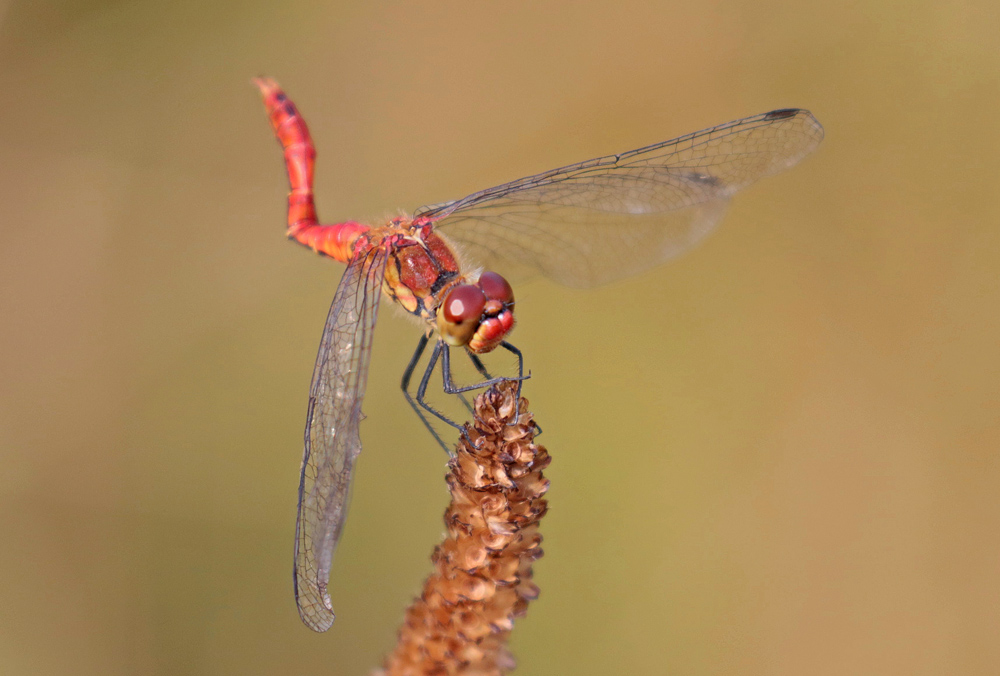 Sympetrum 