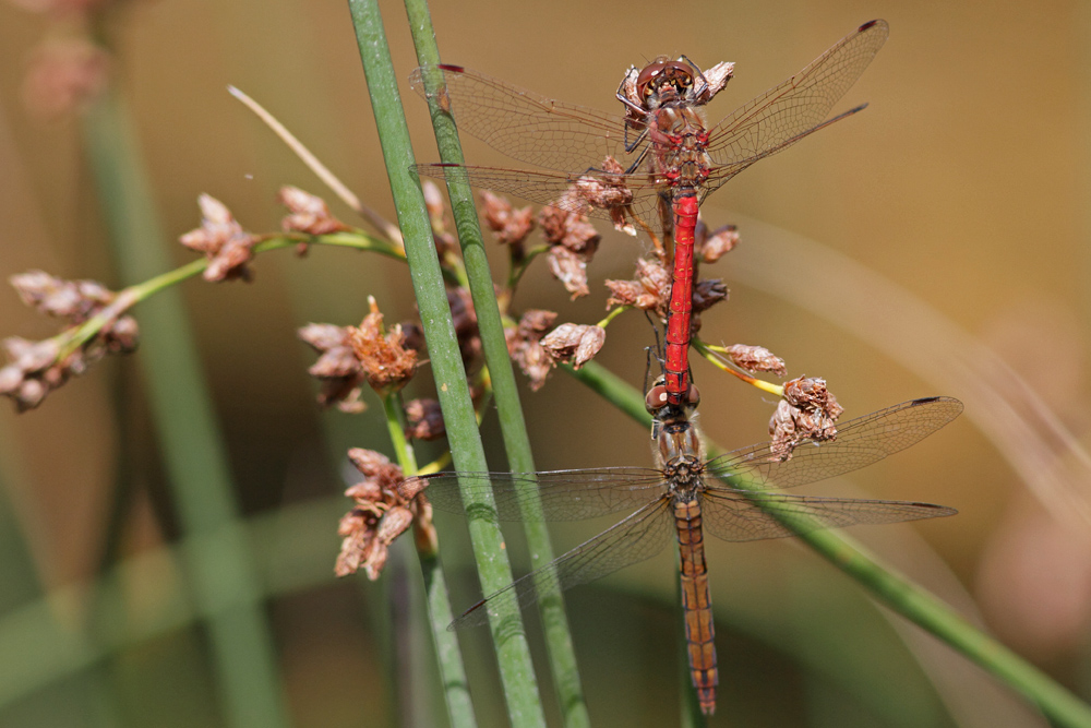 Sympetrum commun (Sympetrum vulgatum) couple