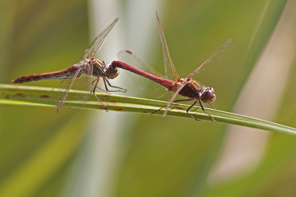 Sympetrum commun (Sympetrum vulgatum) couple