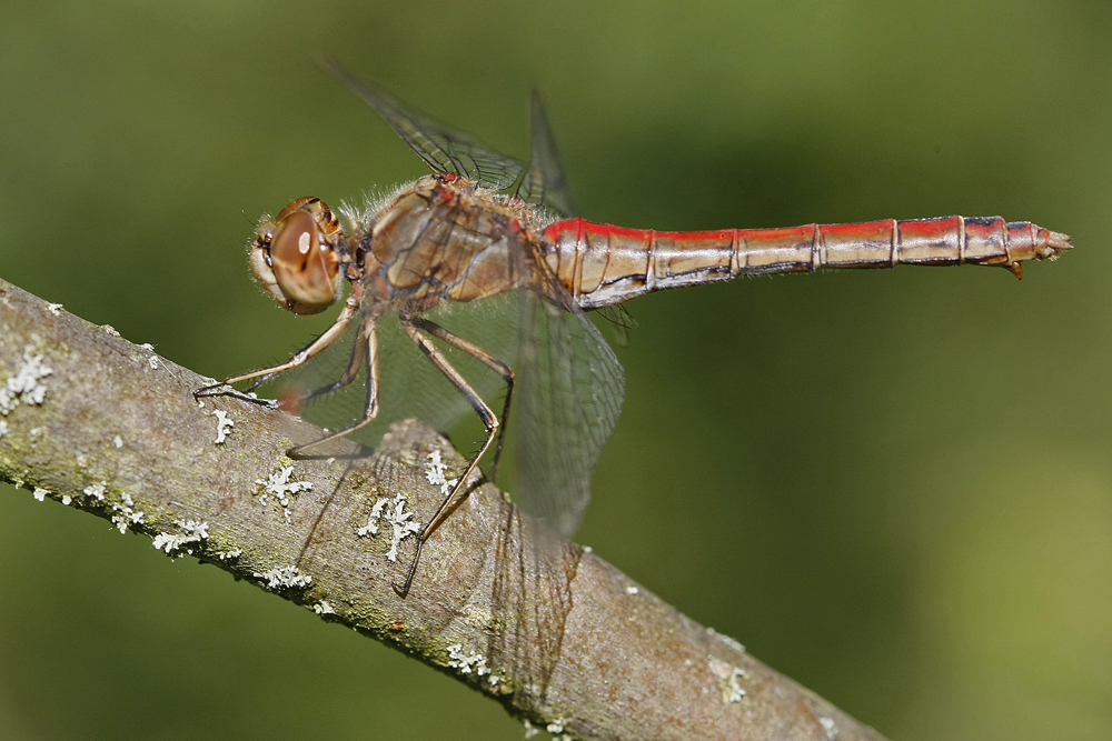 Sympetrum commun (Sympetrum vulgatum) femelle