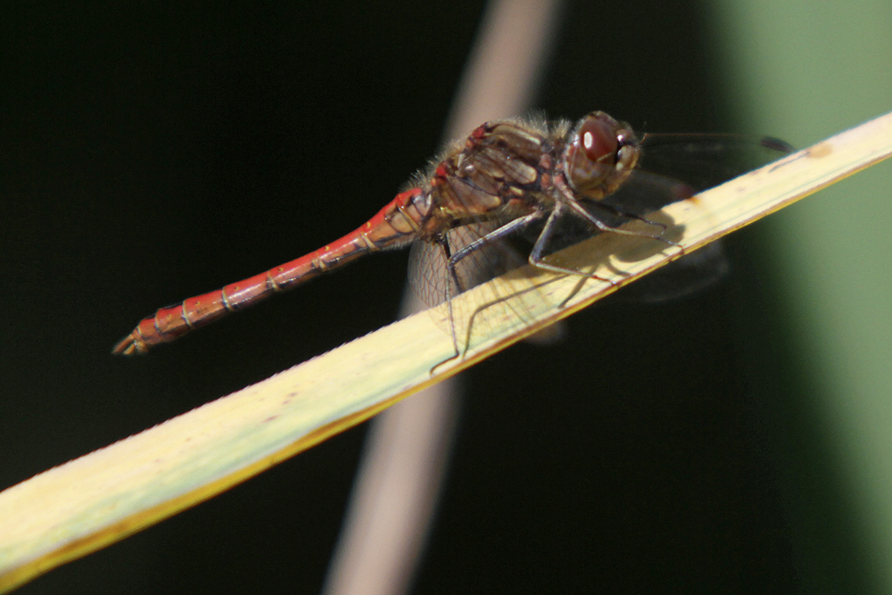 Sympetrum commun (Sympetrum vulgatum) mâle