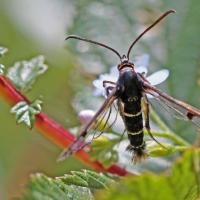 La Sésie des conifères (Synanthedon cephiformis)