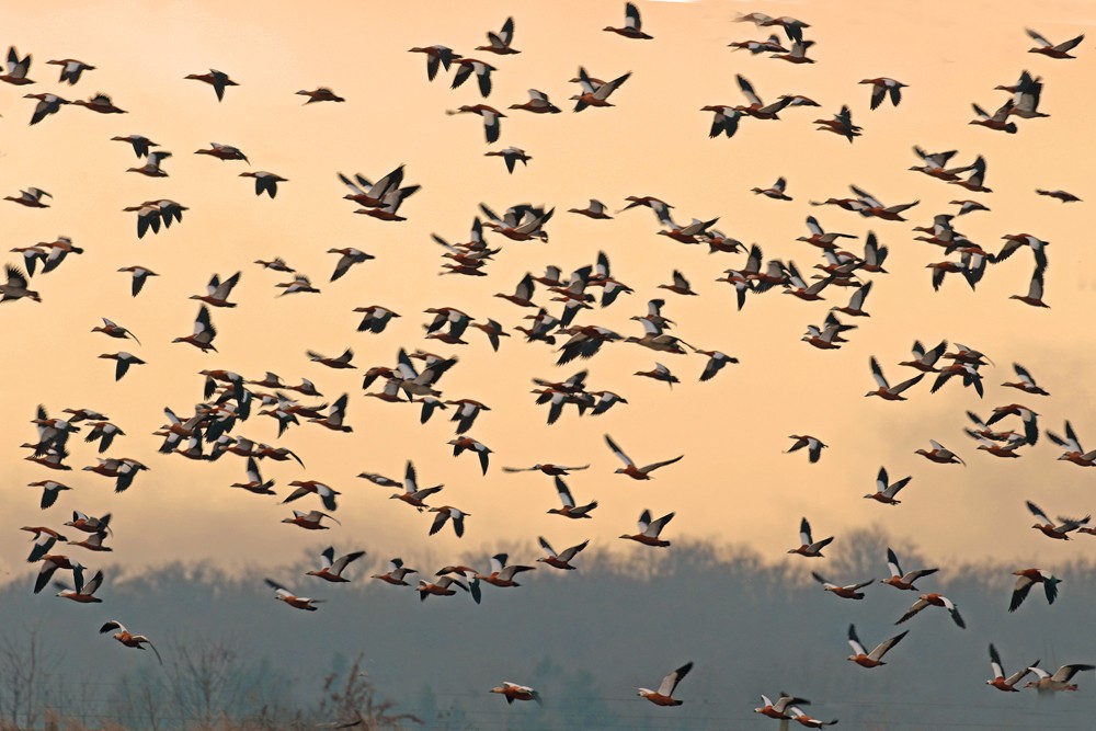 Tadornes casarcas (Tadorna ferruginea)