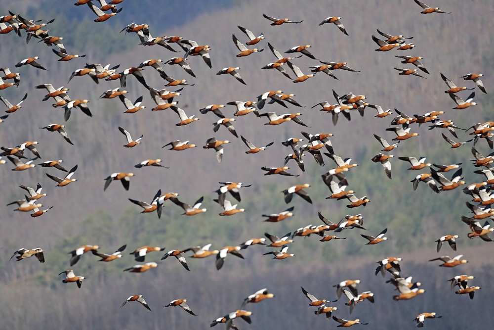 Tadornes casarcas (Tadorna ferruginea)