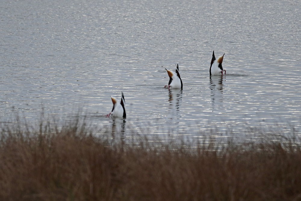Tadornes de Belon (Tadorna tadorna)