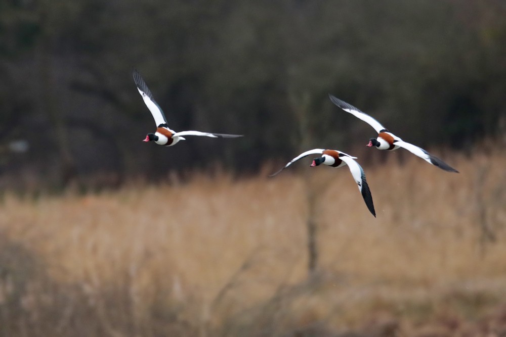 Tadornes de Belon (Tadorna tadorna)