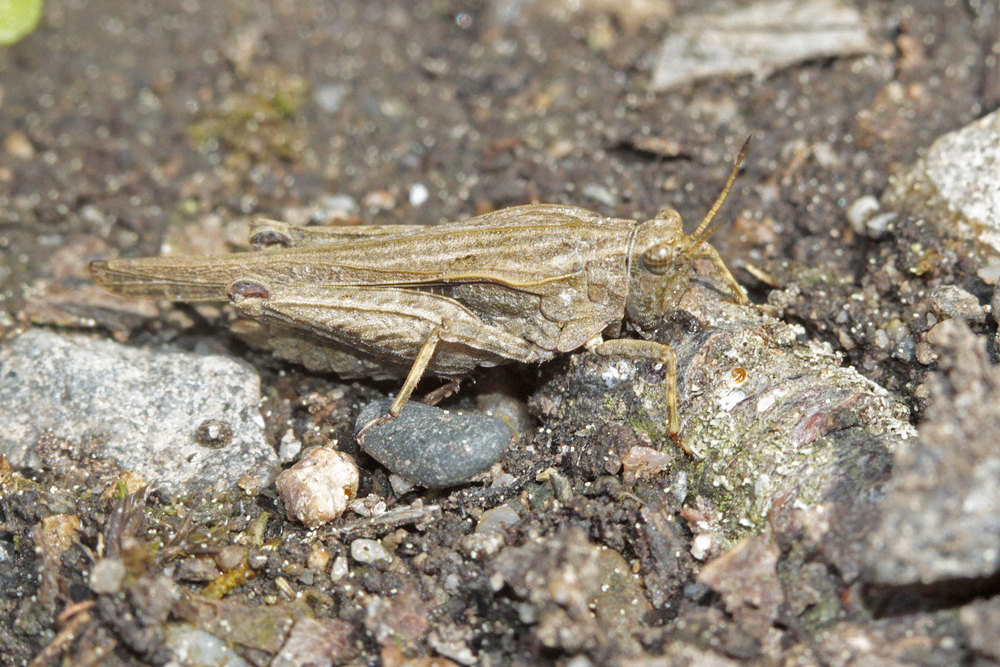 Tetrix riverain (Tetrix subulata)