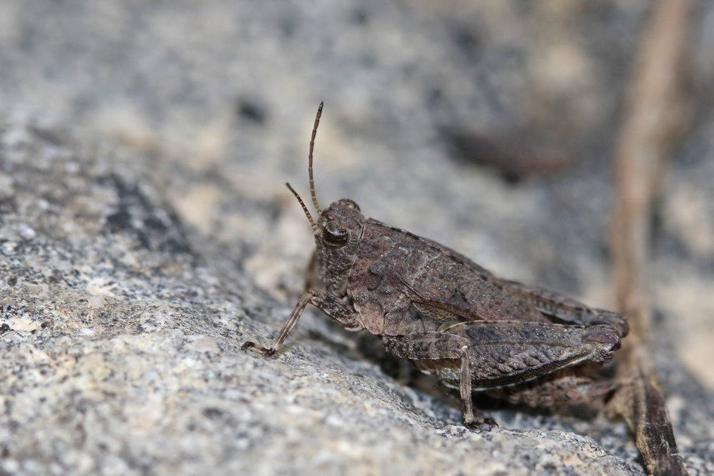 Tetrix des carrières (Tetrix tenuicornis)
