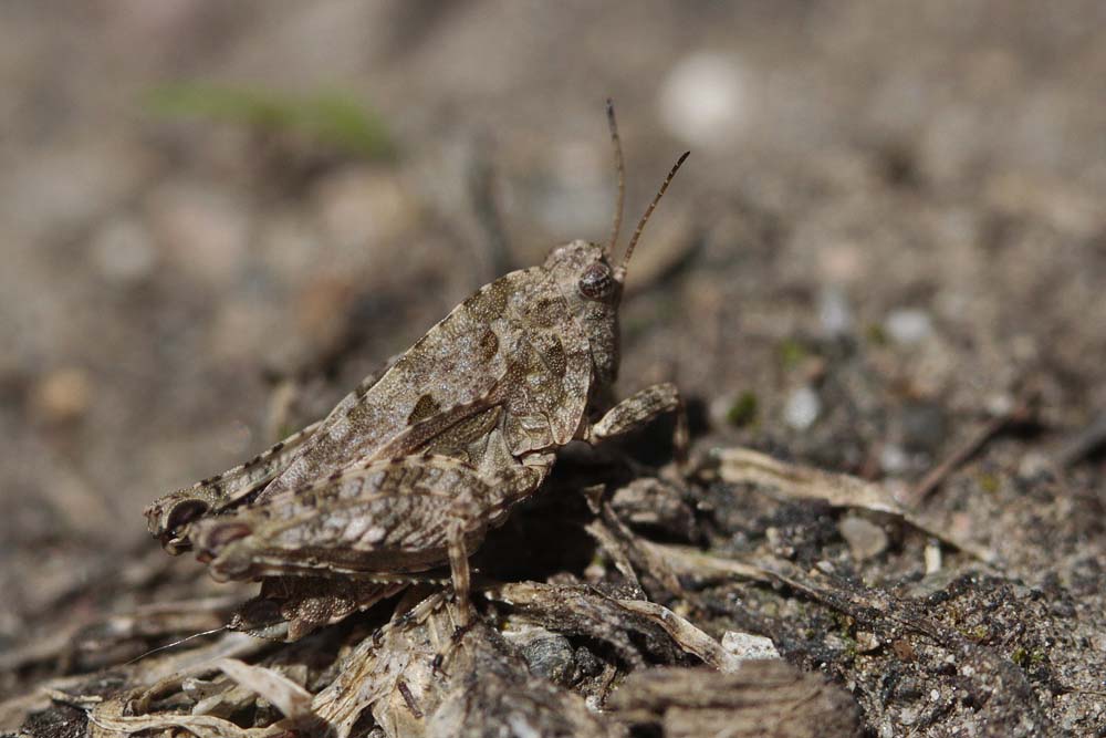 Tetrix des carrières (Tetrix tenuicornis)