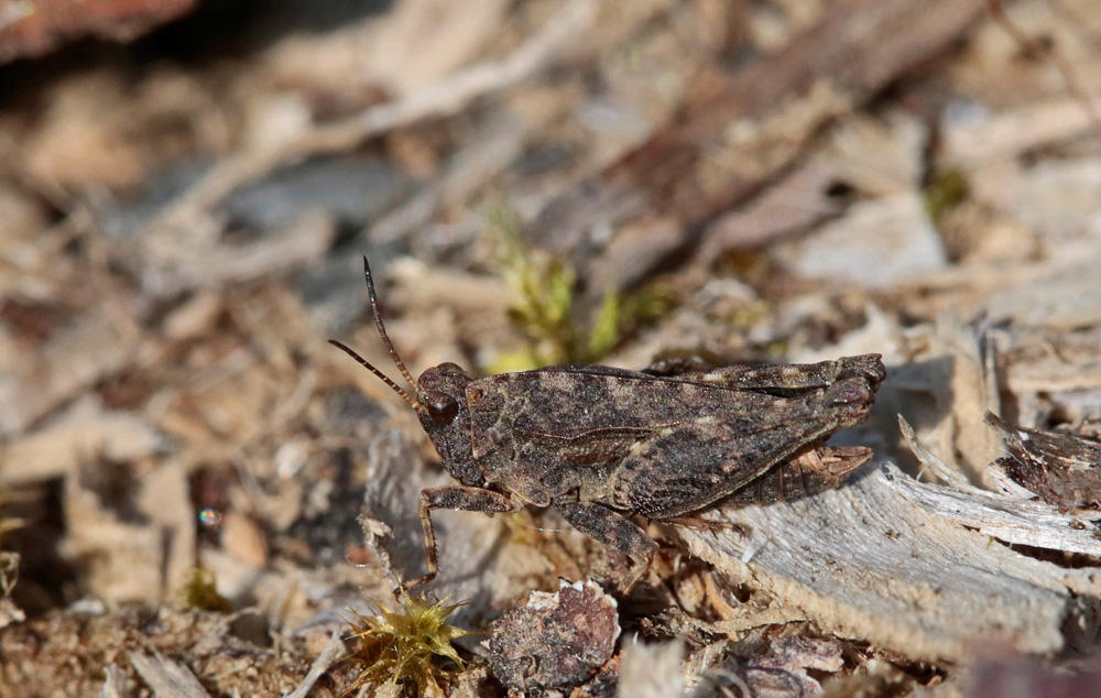 Tetrix commun (Tetrix undulata)