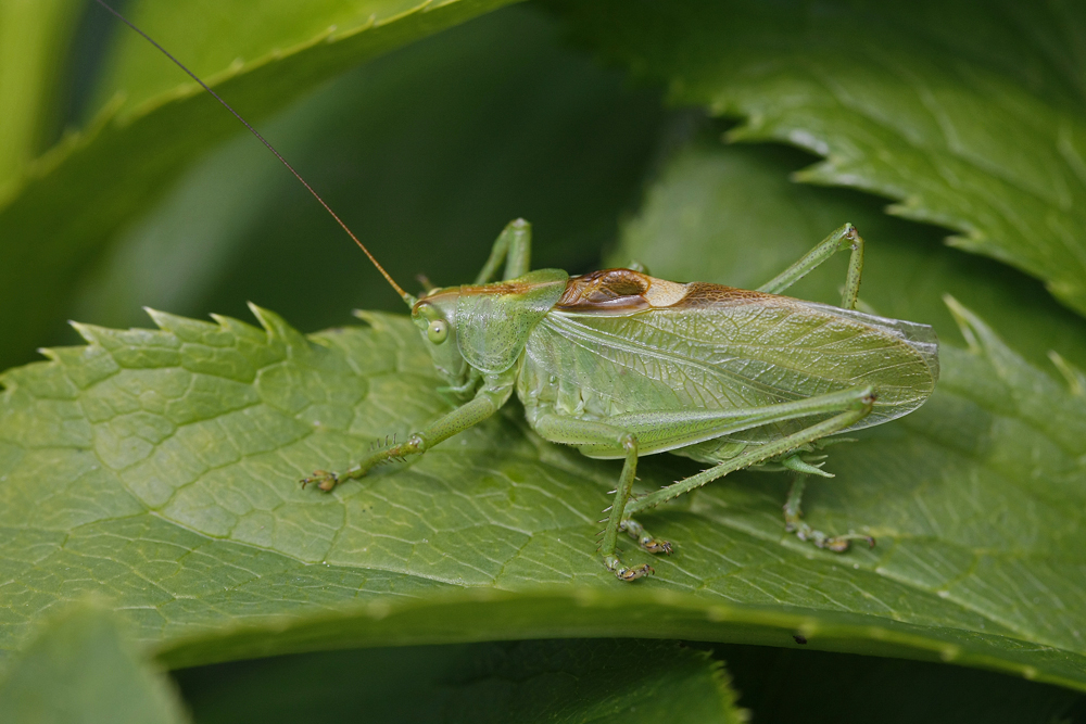 Sauterelle cymbalière (Tettigonia cantans)