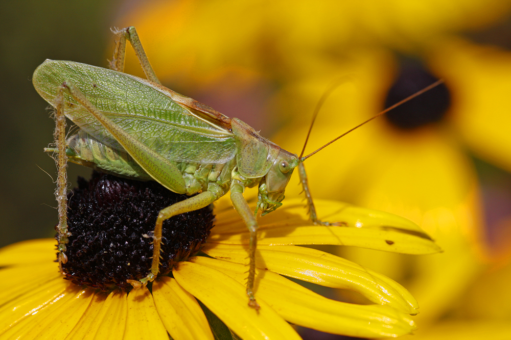 Sauterelle cymbalière (Tettigonia cantans)