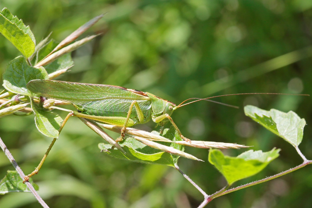Grande sauterelle verte (Tettigonia  viridissima)