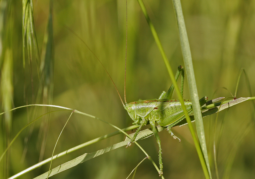 Grande sauterelle verte (Tettigonia viridissima)