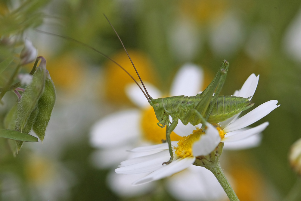 Grande sauterelle verte (Tettigonia viridissima)