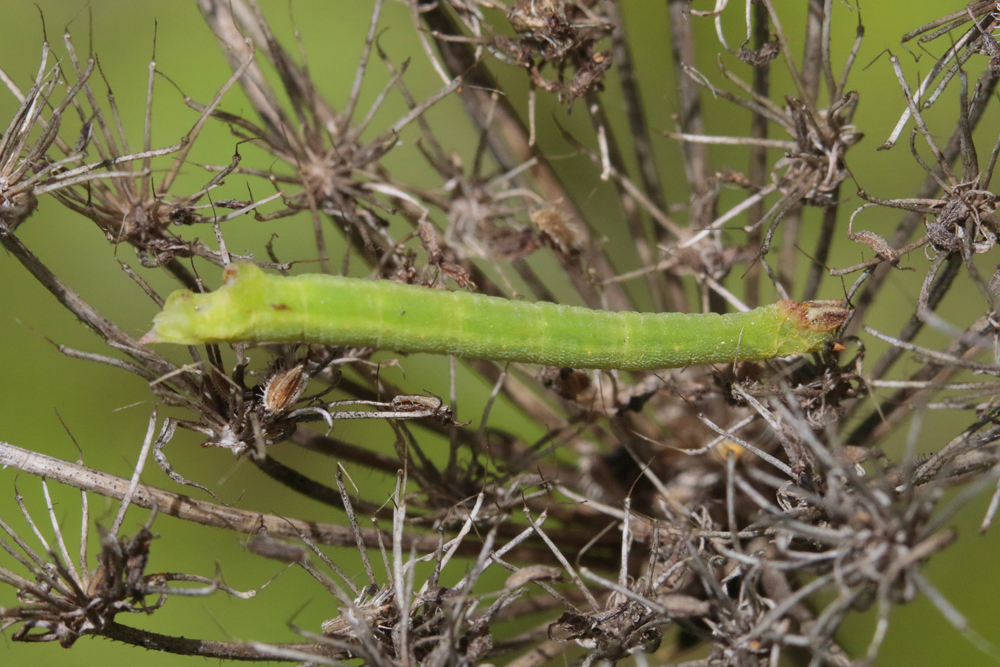 La Phalène du thym (Thalera fimbrialis)