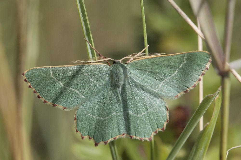 La Phalène du thym (Thalera fimbrialis)