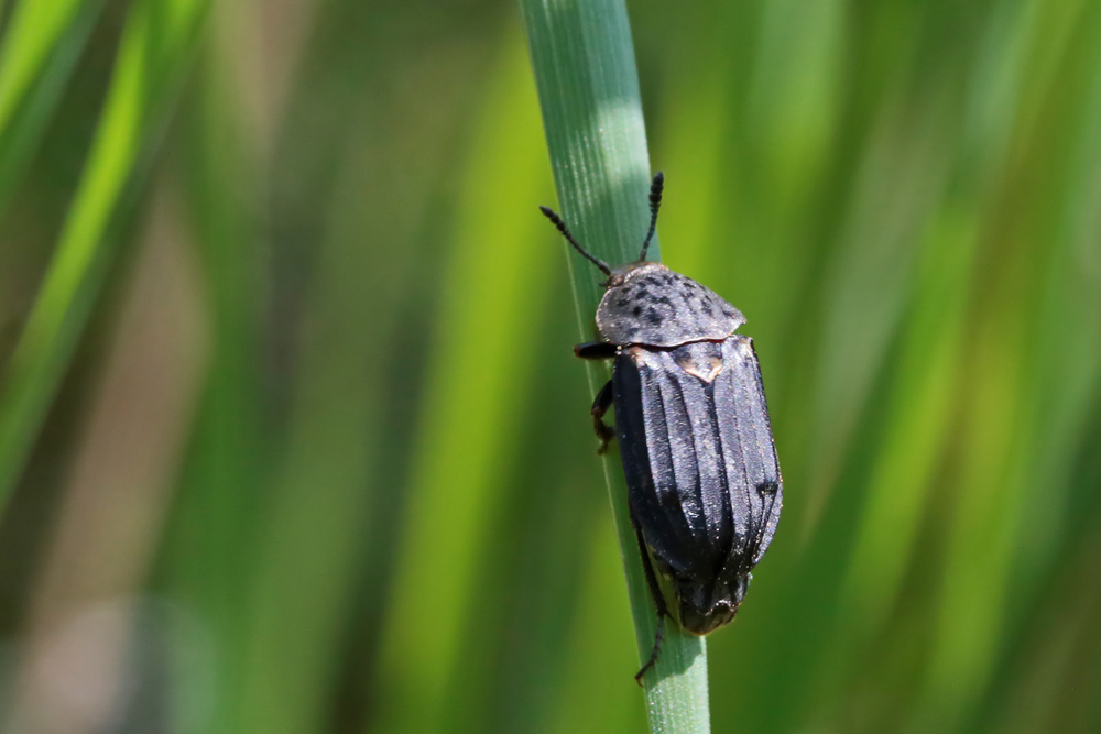 Thanatophilus sinuatus