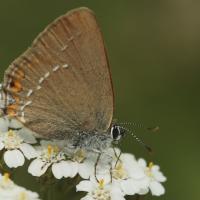 Thécla de l'acacia (Satyrium acaciae)