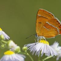 Thécla du bouleau (Thecla betulae)